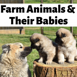Farm Animals and Their Babies Matching Activity