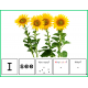 Flowers Activity - Building Sentences