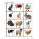 Zoo and Farm Animals Sorting Activity